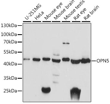 OPN5 Rabbit pAb