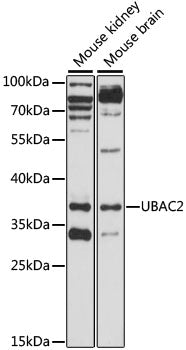 UBAC2 Rabbit pAb