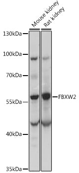 FBXW2 Rabbit pAb