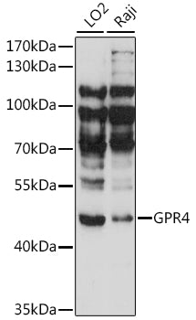 GPR4 Rabbit pAb