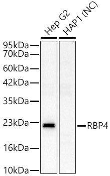 RBP4 Rabbit pAb