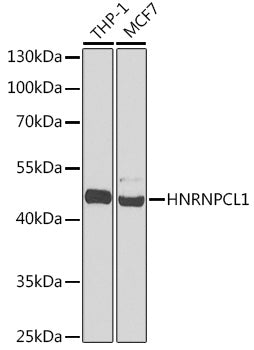 HNRNPCL1 Rabbit pAb
