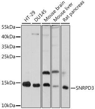 SNRPD3 Rabbit pAb