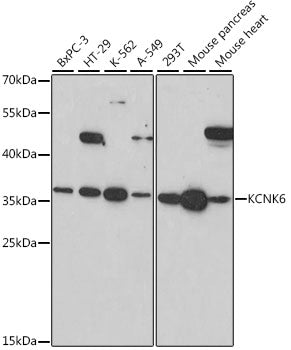 KCNK6 Rabbit pAb