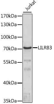 LILRB3 Rabbit pAb