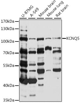 KCNQ5 Rabbit pAb