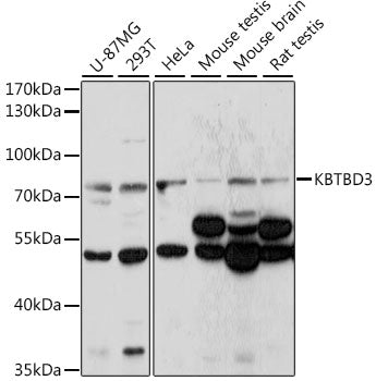 KBTBD3 Rabbit pAb