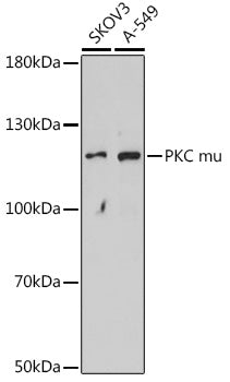 PKC mu Rabbit pAb