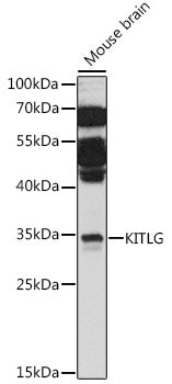 KITLG Rabbit pAb