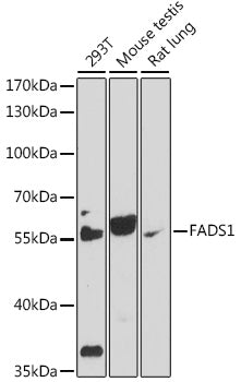 FADS1 Rabbit pAb