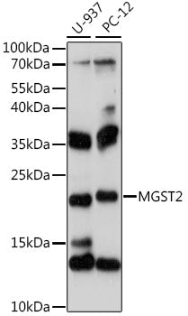 MGST2 Rabbit pAb