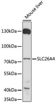 SLC26A4 Rabbit pAb