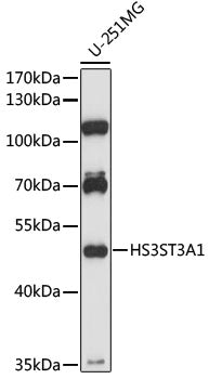 HS3ST3A1 Rabbit pAb