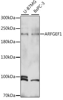 ARFGEF1 Rabbit pAb