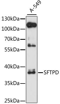 Surfactant protein D/SP-D Rabbit pAb