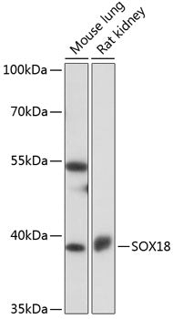 SOX18 Rabbit pAb