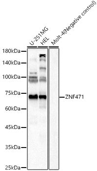 ZNF471 Rabbit pAb