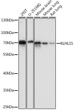 KLHL15 Rabbit pAb