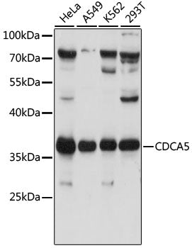 CDCA5 Rabbit pAb