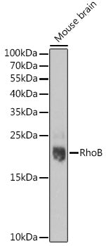 RhoB Rabbit pAb
