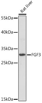 FGF3 Rabbit pAb