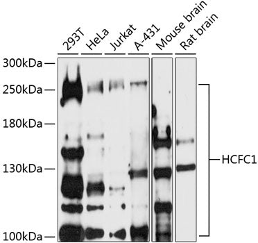 HCFC1 Rabbit pAb