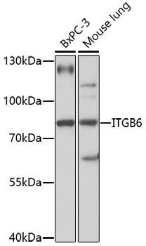 ITGB6 Rabbit pAb