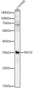 PEX10 Rabbit pAb
