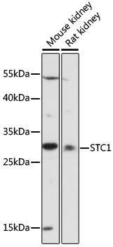 STC1 Rabbit pAb
