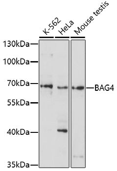 BAG4 Rabbit pAb