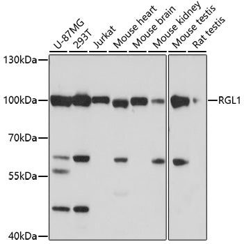 RGL1 Rabbit pAb