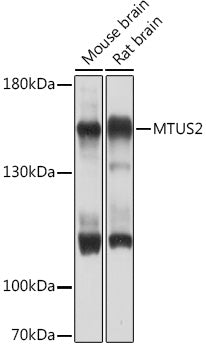 MTUS2 Rabbit pAb