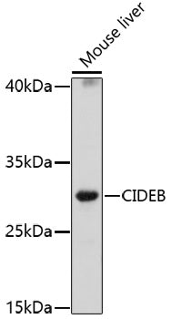 CIDEB Rabbit pAb