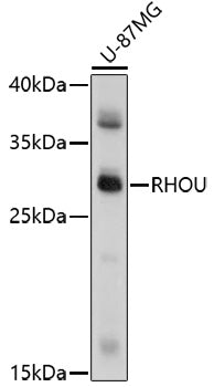 RHOU Rabbit pAb