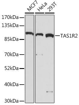TAS1R2 Rabbit pAb