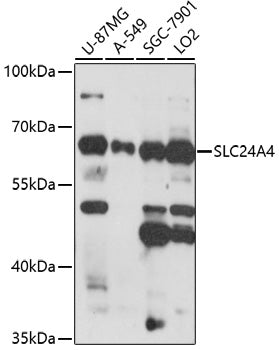 SLC24A4 Rabbit pAb