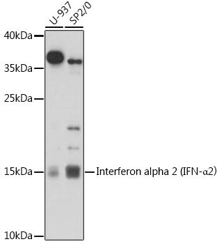 Interferon alpha 2 (IFN-α2） Rabbit pAb
