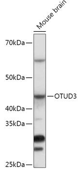 OTUD3 Rabbit pAb