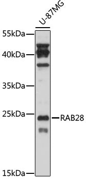 RAB28 Rabbit pAb