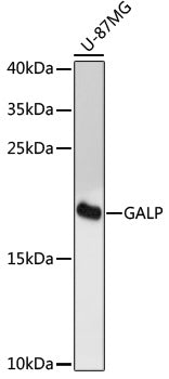 GALP Rabbit pAb