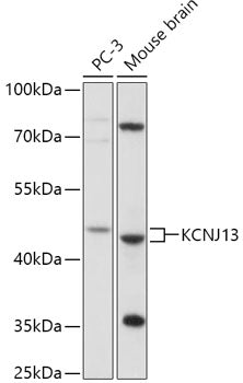 KCNJ13 Rabbit pAb