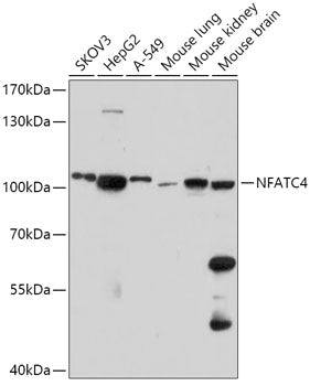 NFATC4 Rabbit pAb