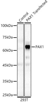 PAX1 Rabbit pAb