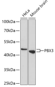 PBX3 Rabbit pAb