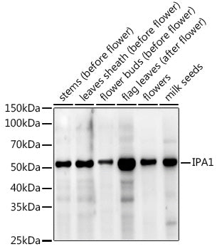 IPA1 Rabbit pAb