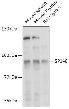 SP140 Rabbit pAb