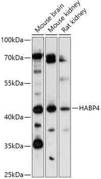 HABP4 Rabbit pAb