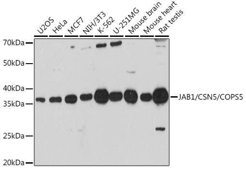 JAB1/CSN5/COPS5 Rabbit pAb