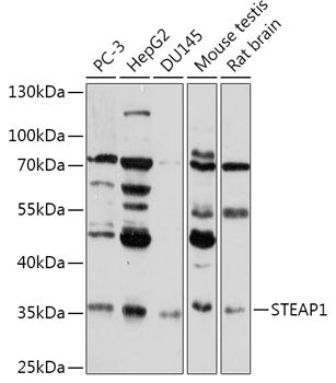 STEAP1 Rabbit pAb