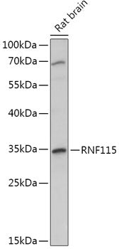 RNF115 Rabbit pAb